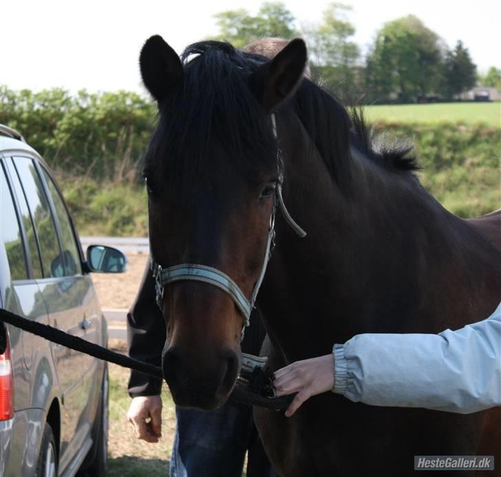 New Forest elmholts Granat billede 9