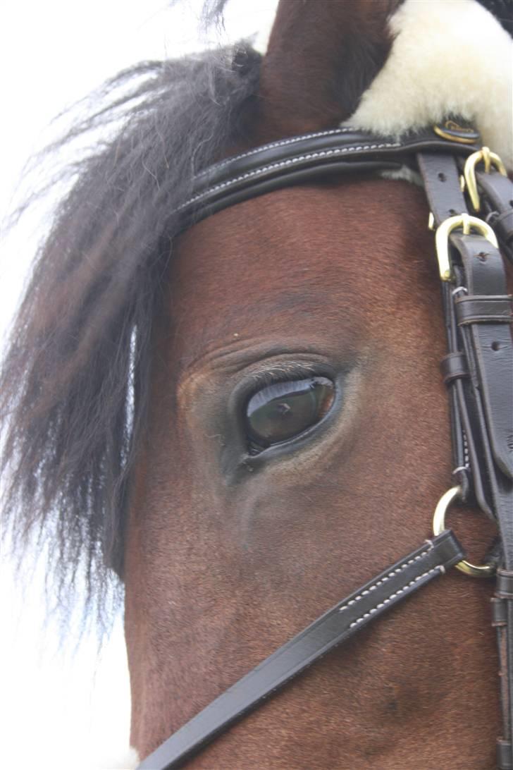 Dartmoor Skovbrynets Freja billede 9