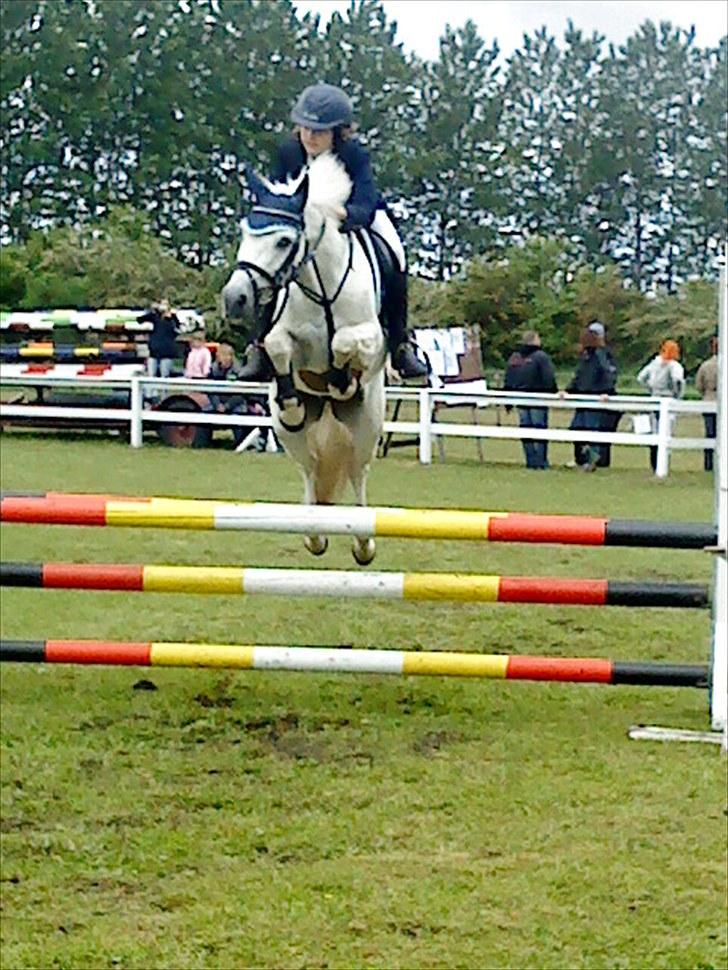 New Forest Oskar Vesta *SOLGT* - Flying Ozzy<3 Foto: Rebekka Brokman<3 billede 7