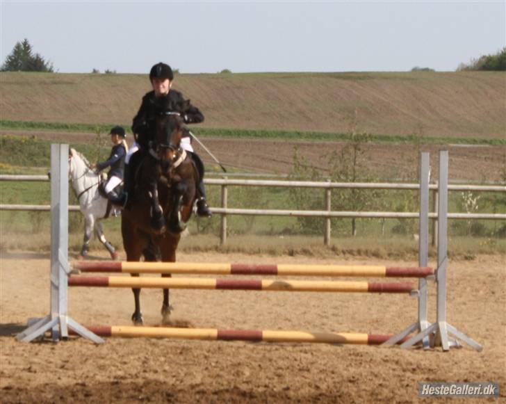 New Forest elmholts Granat - opvarmning i vestbirk. fotograf: cæcilie billede 10