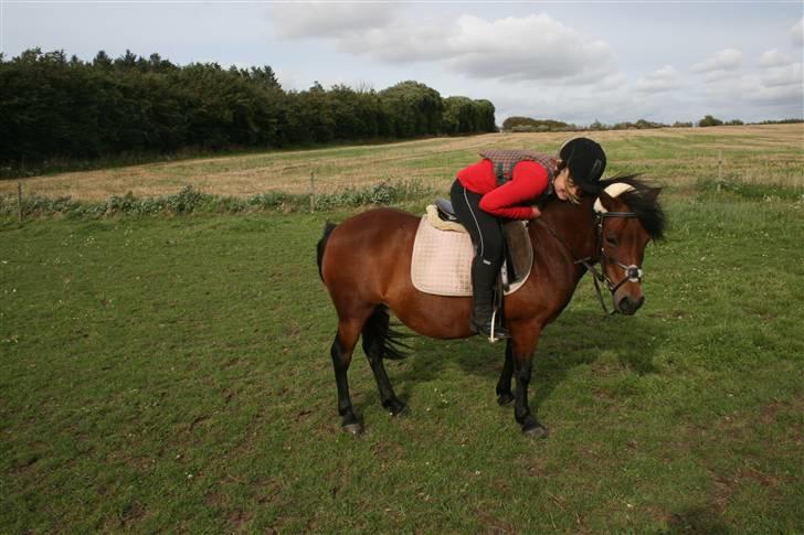 Dartmoor Skovbrynets Freja billede 10