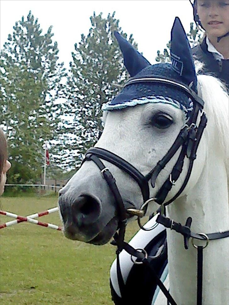 New Forest Oskar Vesta *SOLGT* - Pretty Boy<3 Foto: Rebekka Brokman<3 billede 8