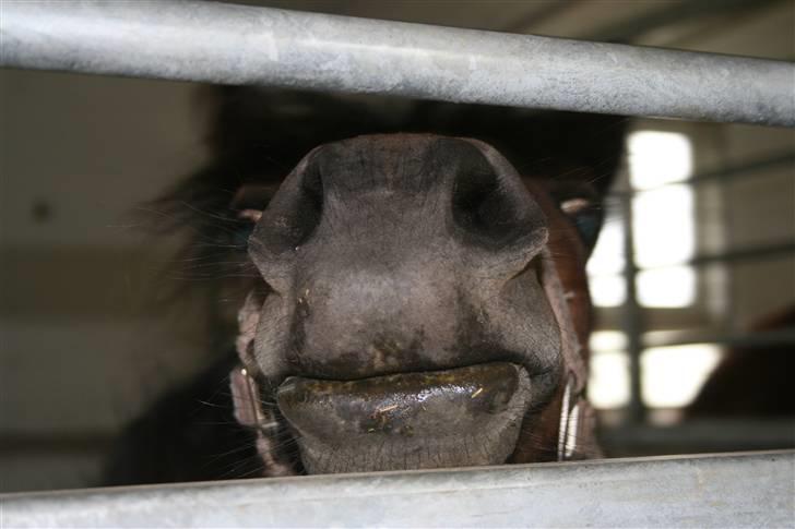 Dartmoor Skovbrynets Freja billede 11