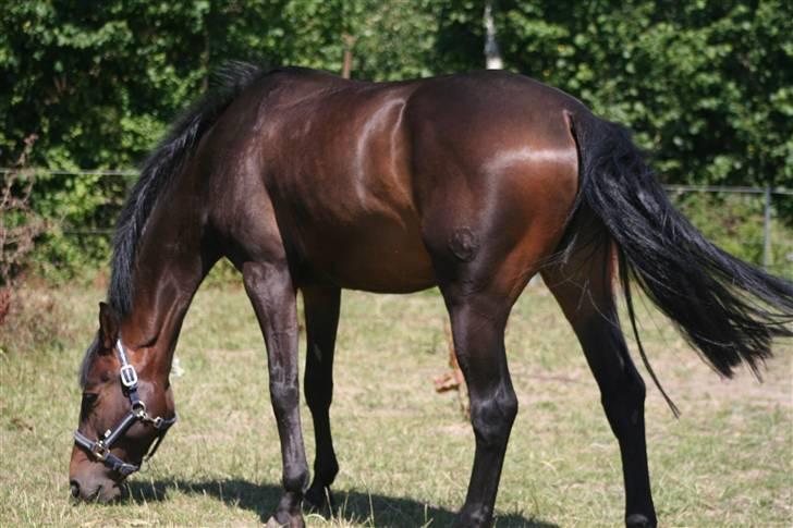 Hannoveraner Columbija - på fold (:  Foto: Mor billede 6