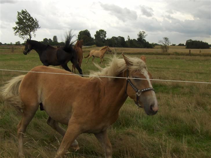 Haflinger Gelstoft Star Shadow billede 15