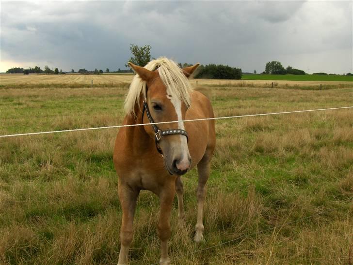 Haflinger Gelstoft Star Shadow billede 16