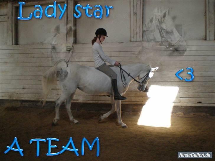Anden særlig race Ladystar *R.I.P.* - ladystar i julen(foto bene) billede 1
