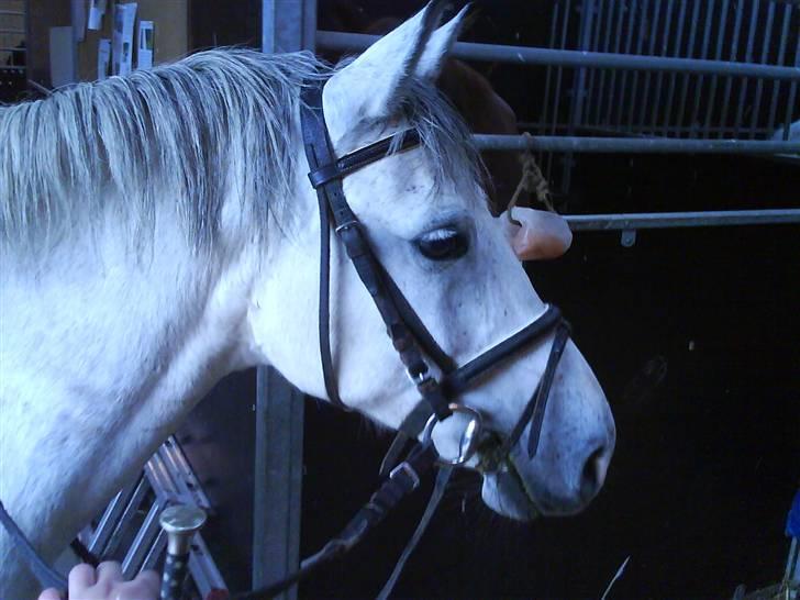 Anden særlig race Sebastian<3 Savner dig! - <3..... billede 7