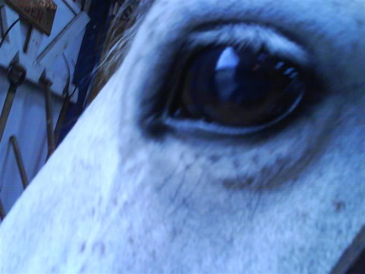 Anden særlig race Sebastian<3 Savner dig! billede 8