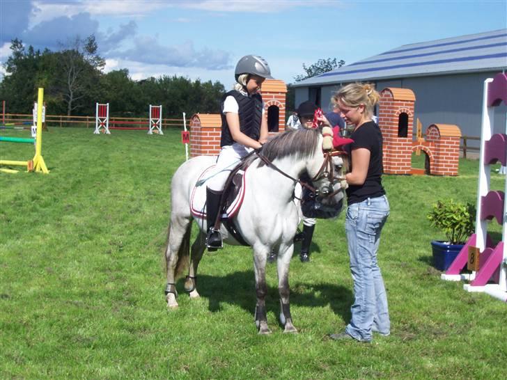 Welsh Pony (sec B) mikado billede 16