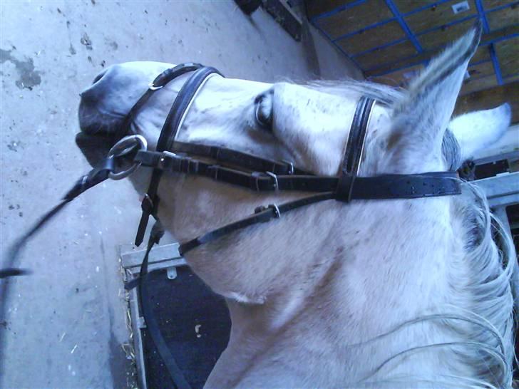 Anden særlig race Sebastian<3 Savner dig! billede 9