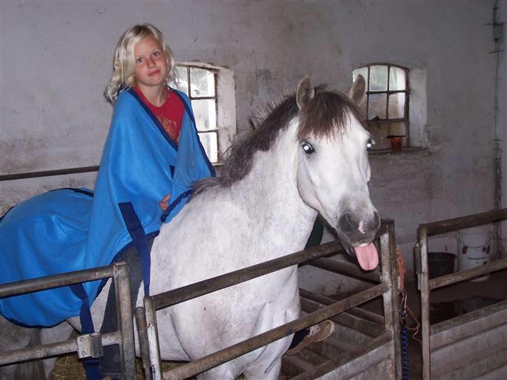 Welsh Pony (sec B) mikado billede 17