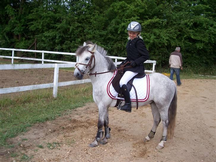 Welsh Pony (sec B) mikado billede 18