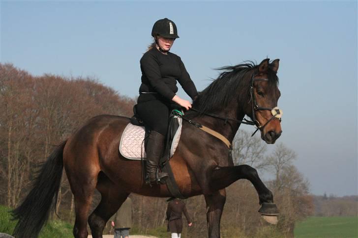 Hannoveraner Columbija - Altid en lækker hest ;* Foto: Mor billede 12