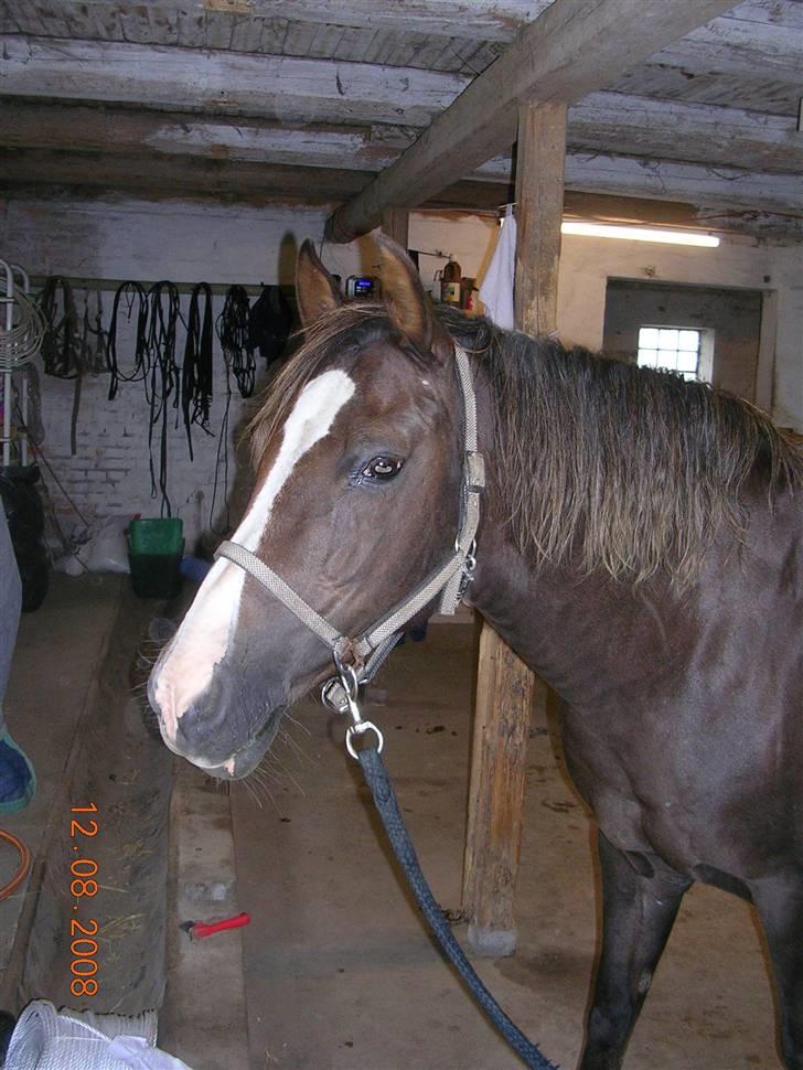 Anden særlig race Liberty  SOLGT billede 20