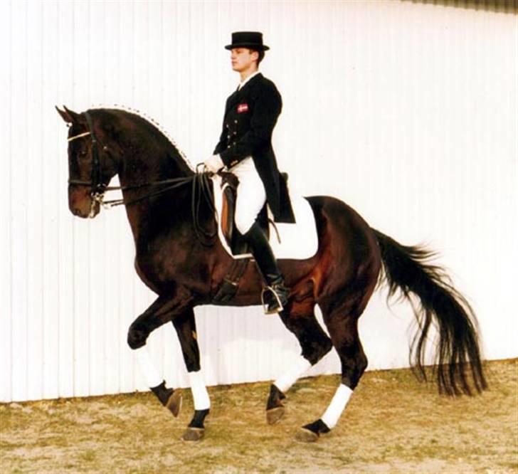 Dansk Varmblod Eliza - Byttet ****Tidl. hest**** - Mago XX - far til Eliza billede 12