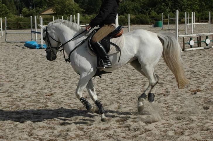 Anden særlig race Chanel  billede 4