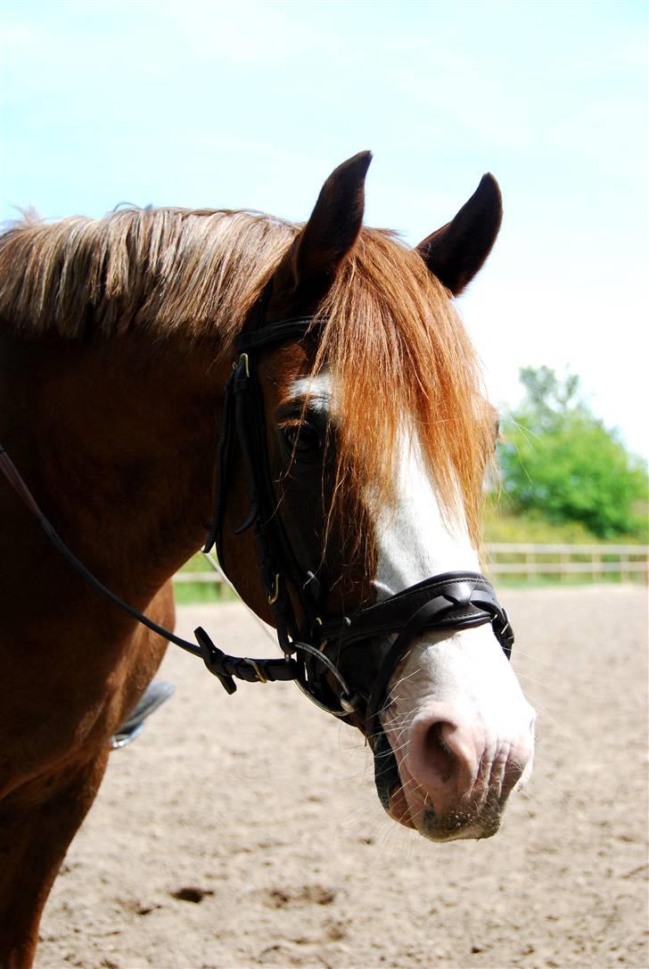 Welsh Partbred (Sec F) Rosengårdens Sodapop SOLGT - Min smukke smukke pony<3 Foto: SP-Foto billede 3