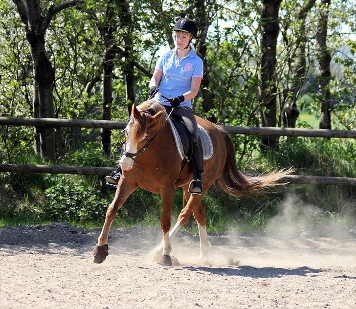 Welsh Partbred (Sec F) Rosengårdens Sodapop SOLGT - NYT! 1.5.11 Dressurtræning Foto: Ulrika Demant billede 4