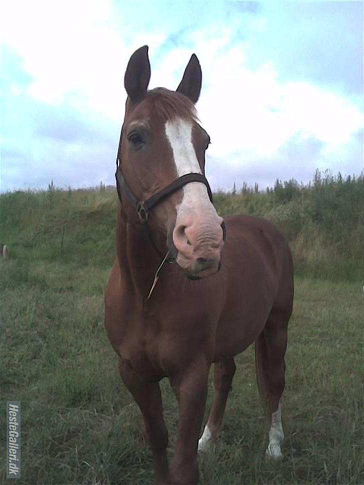 Dansk Varmblod Sheik<3 R.I.P billede 16