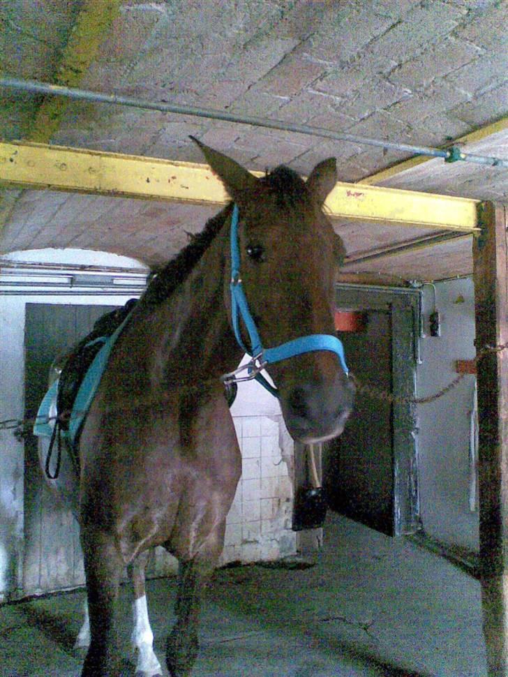 Anden særlig race Miss maja   (død) billede 6