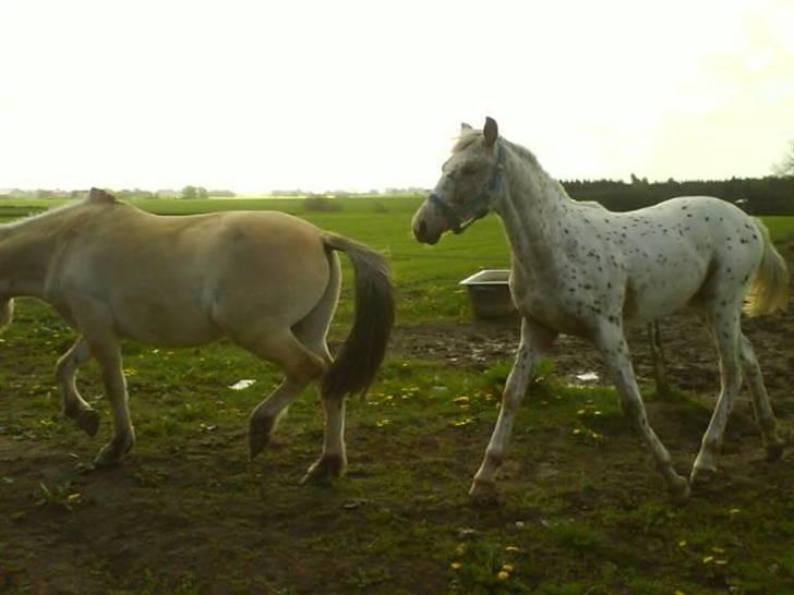 Anden særlig race Zabell - taget den 9 maj 2009 af mig ( sidste billed fra føde stedet 10 min inden han blev flyttet ud ved sin far) billede 14