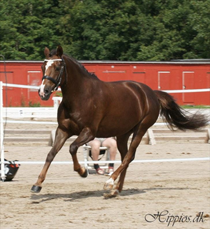 New Forest Callistro Hippios  - Her ses Callistro løs i ringen til kåring, hun fik 8 for sin gallop, men vi synes, de var lidt strenge ved hende - hun blev kåret i 2. klasse A billede 16