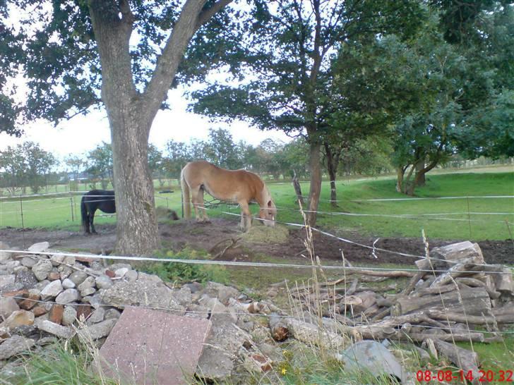 Haflinger Alexandra (solgt) billede 16