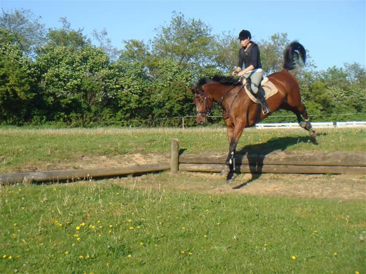 Tysk Varmblod Gentelmann Jazz - 1. gang i terrænet, :) billede 2