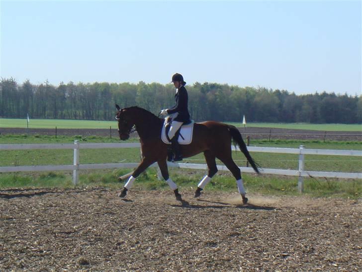 Tysk Varmblod Gentelmann Jazz billede 4