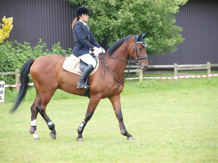 Tysk Varmblod Gentelmann Jazz billede 5