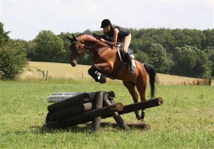 Tysk Varmblod Gentelmann Jazz - Træning på prinsen  billede 6
