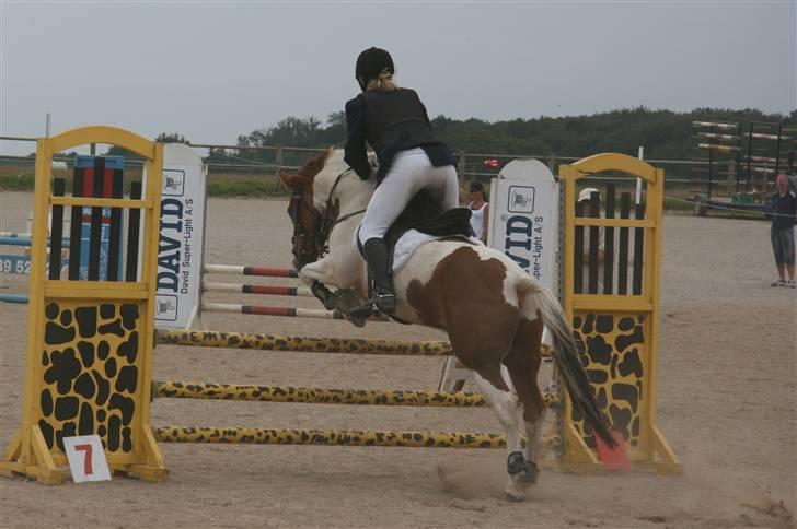 Pinto Zwier <3<3 -solgt :( - LC på HDR  Foto: sofie Thorgaard billede 8