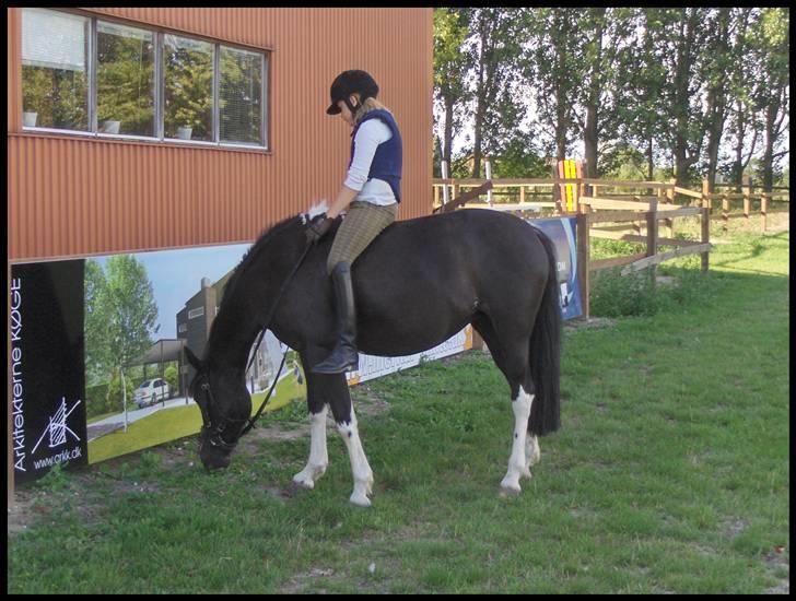 Pinto Nikita - Efter endt træning, røg sadlen af. billede 18