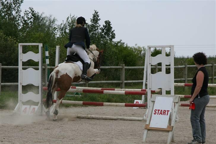 Pinto Zwier <3<3 -solgt :( - LC på HDR  Foto: sofie Thorgaard billede 10