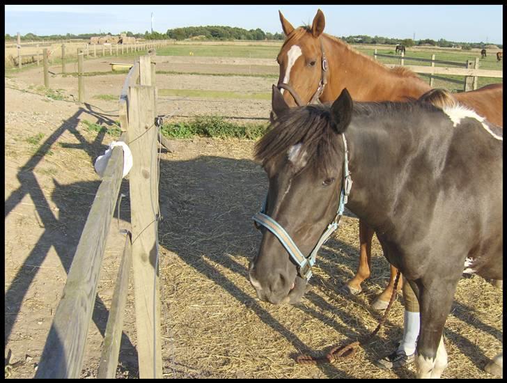 Pinto Nikita - Nikidden og Glocci på jordfold. billede 19