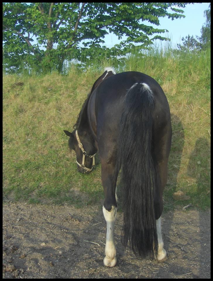 Pinto Nikita - Når enden er god ...... billede 20