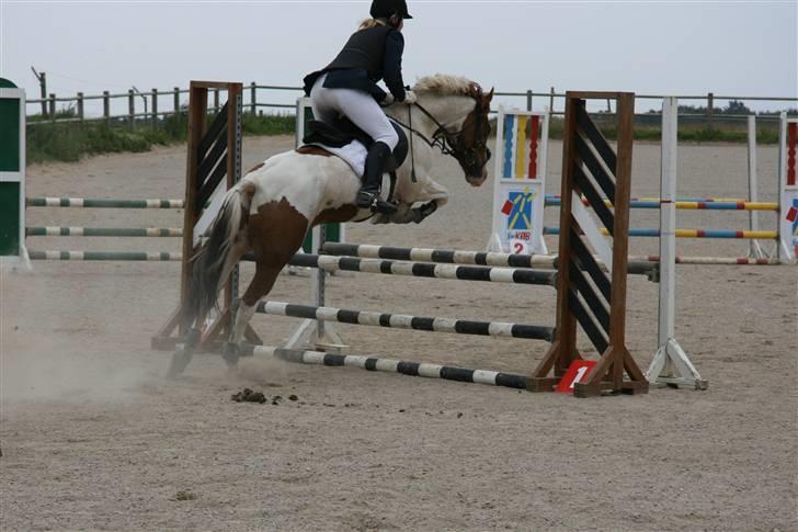 Pinto Zwier <3<3 -solgt :( - LC på HDR  Foto: sofie Thorgaard billede 11