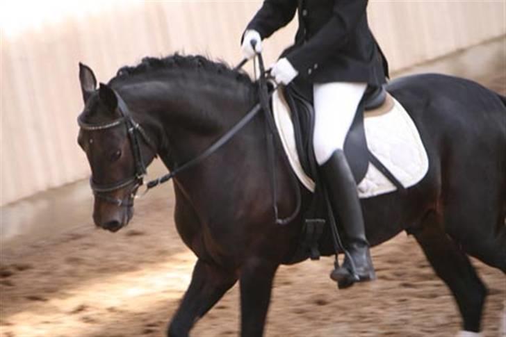 Tysk Sportspony Dr. Doolittle (solgt) billede 1