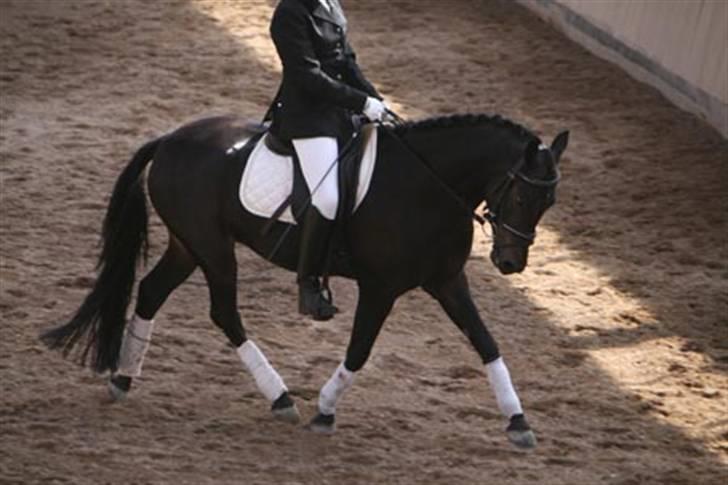 Tysk Sportspony Dr. Doolittle (solgt) billede 9