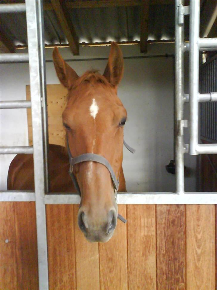 Dansk Varmblod Liten rider hende for en! - den smykke inde i boksen... billede 6