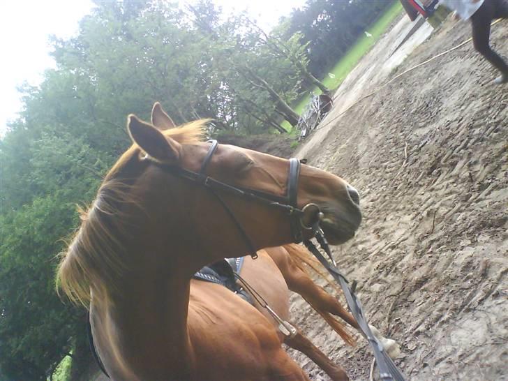 Dansk Varmblod Liten rider hende for en! billede 7