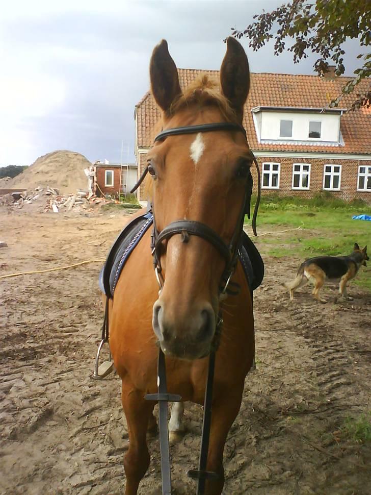 Dansk Varmblod Liten rider hende for en! - Hvad er det du gør??? billede 8