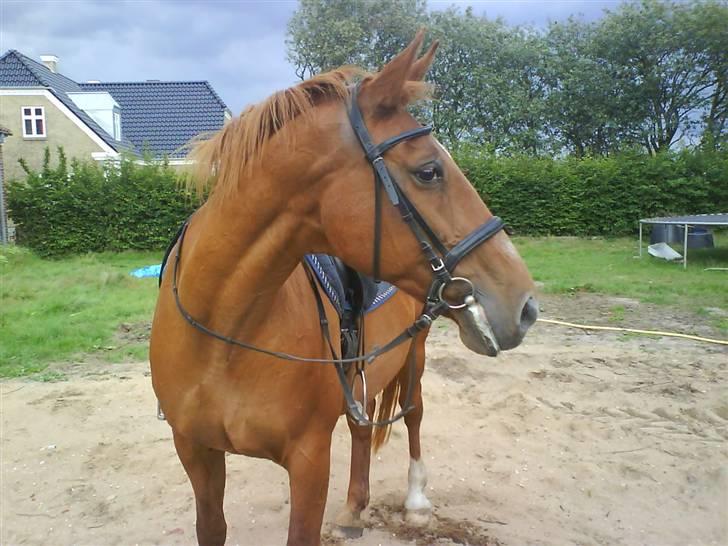 Dansk Varmblod Liten rider hende for en! billede 9