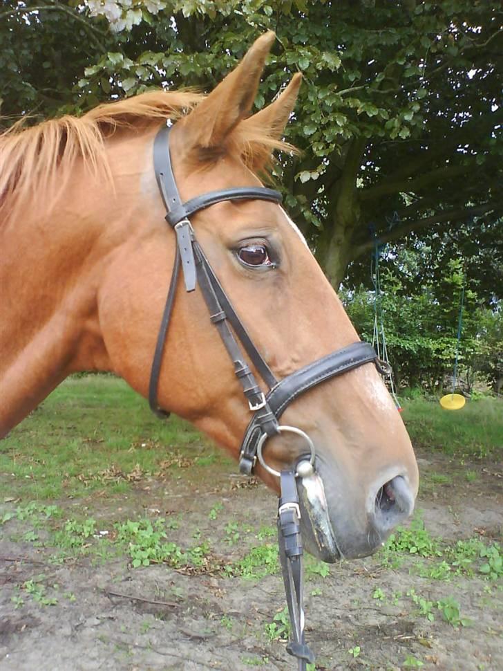 Dansk Varmblod Liten rider hende for en! - min lille pige <´33 billede 10
