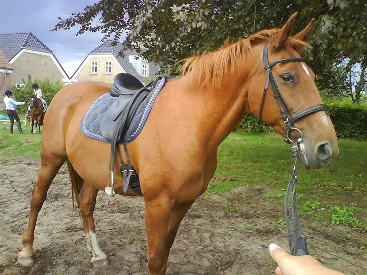 Dansk Varmblod Liten rider hende for en! - her kan man lige se hvor tyk hun er blevet :S billede 11