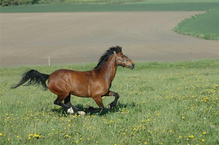 Anden særlig race Roxanne (solgt) billede 12