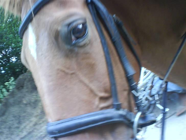 Dansk Varmblod Liten rider hende for en! billede 12