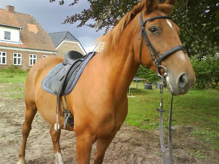 Dansk Varmblod Liten rider hende for en! - hun kunne lige se de andre ud på marken :)  billede 13
