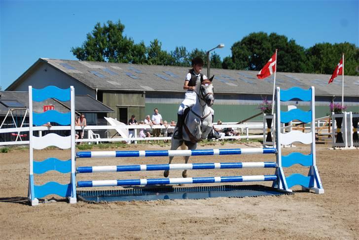 Welsh Partbred (Sec F) Emdegårdens Herculessolgt - hercules mb his ...´<´3 billede 12